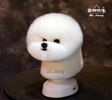 Bichon head hair 比熊頭毛